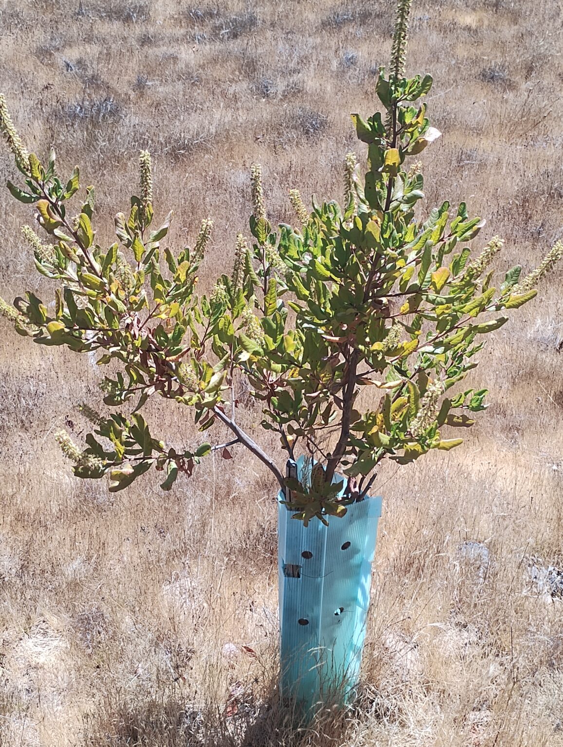 Plantas en Empedrado