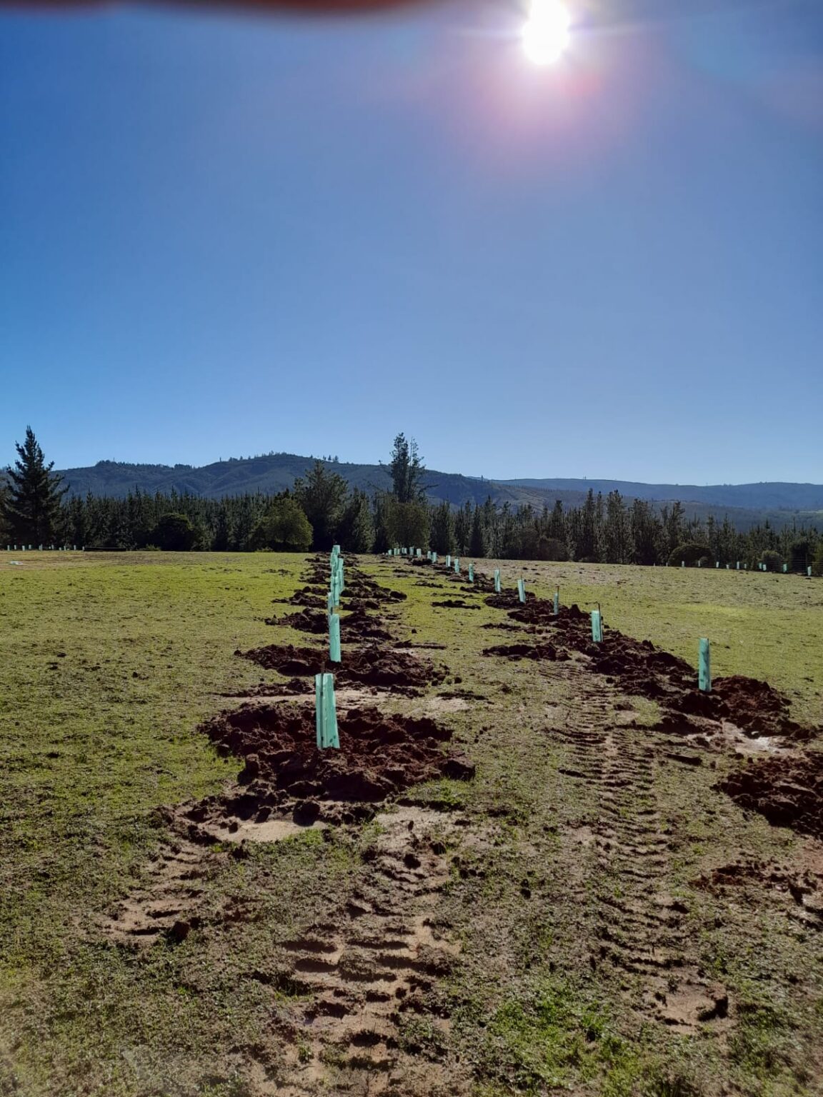 Silvo pastoral Empedrado