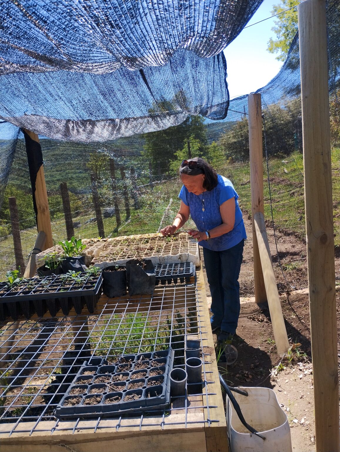 Viveros en Nahuelbuta